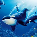 The Killer Whale MOD Unlimited Money 1.2.1