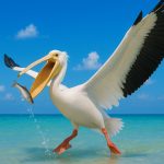 The Pelican MOD Unlimited Money 1.2.4